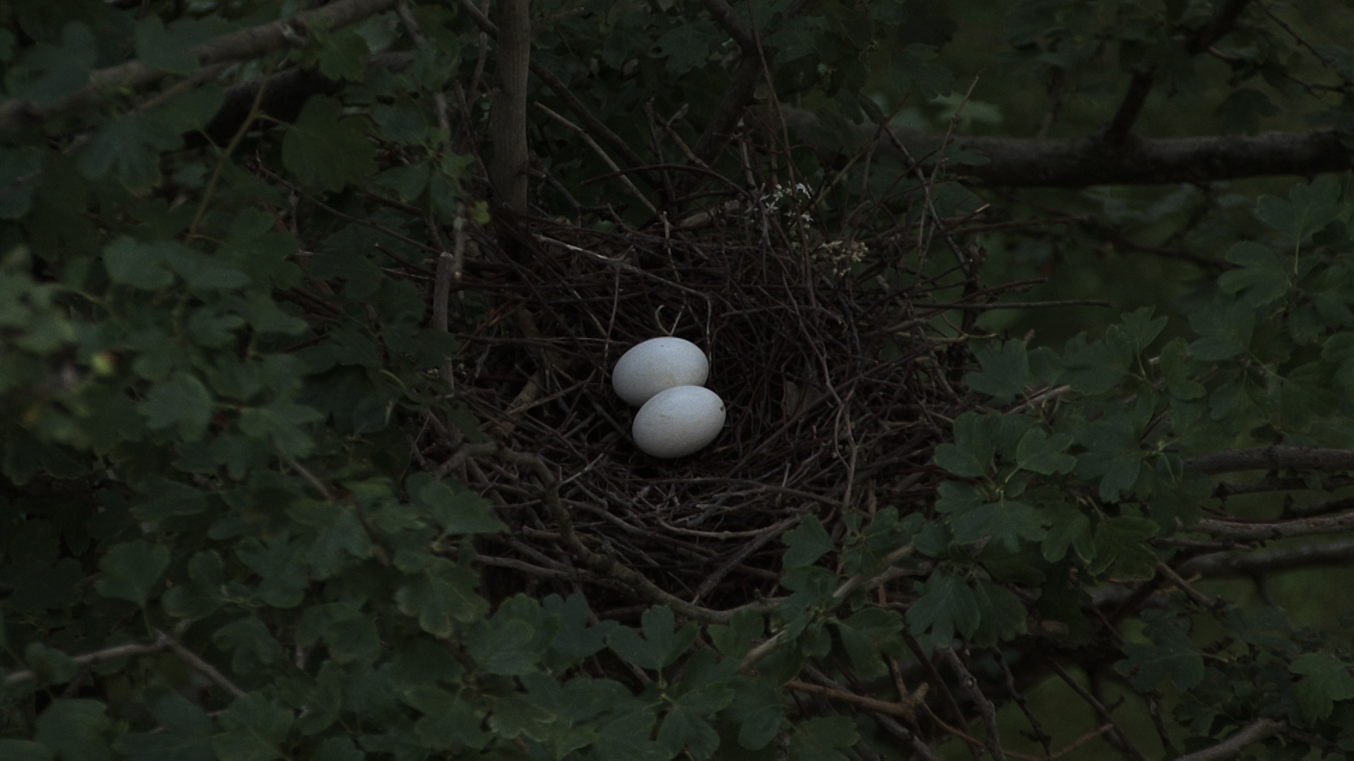 Marta Skoczeń artist photographer filmmaker art photography film video