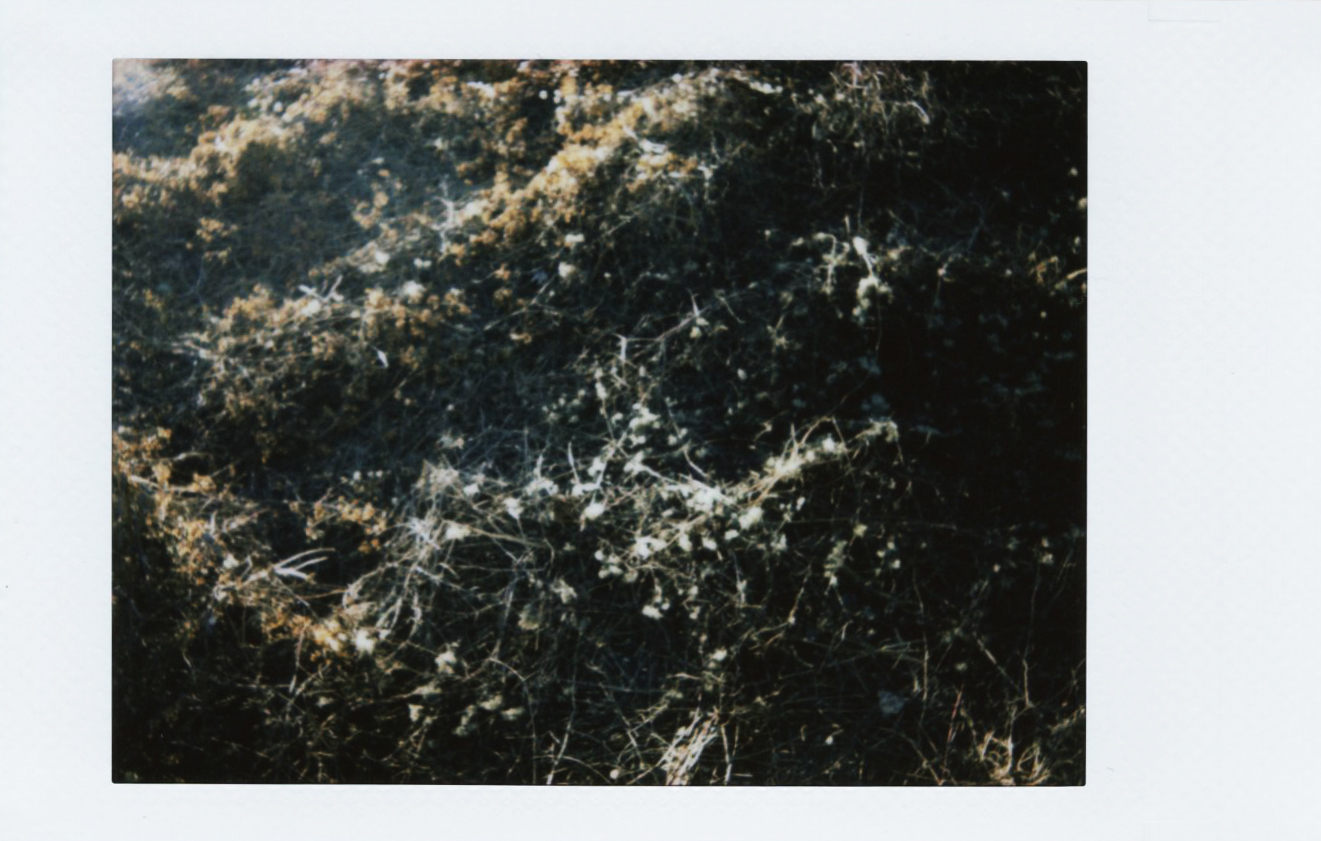 Marta Skoczeń artiste photographe art instax