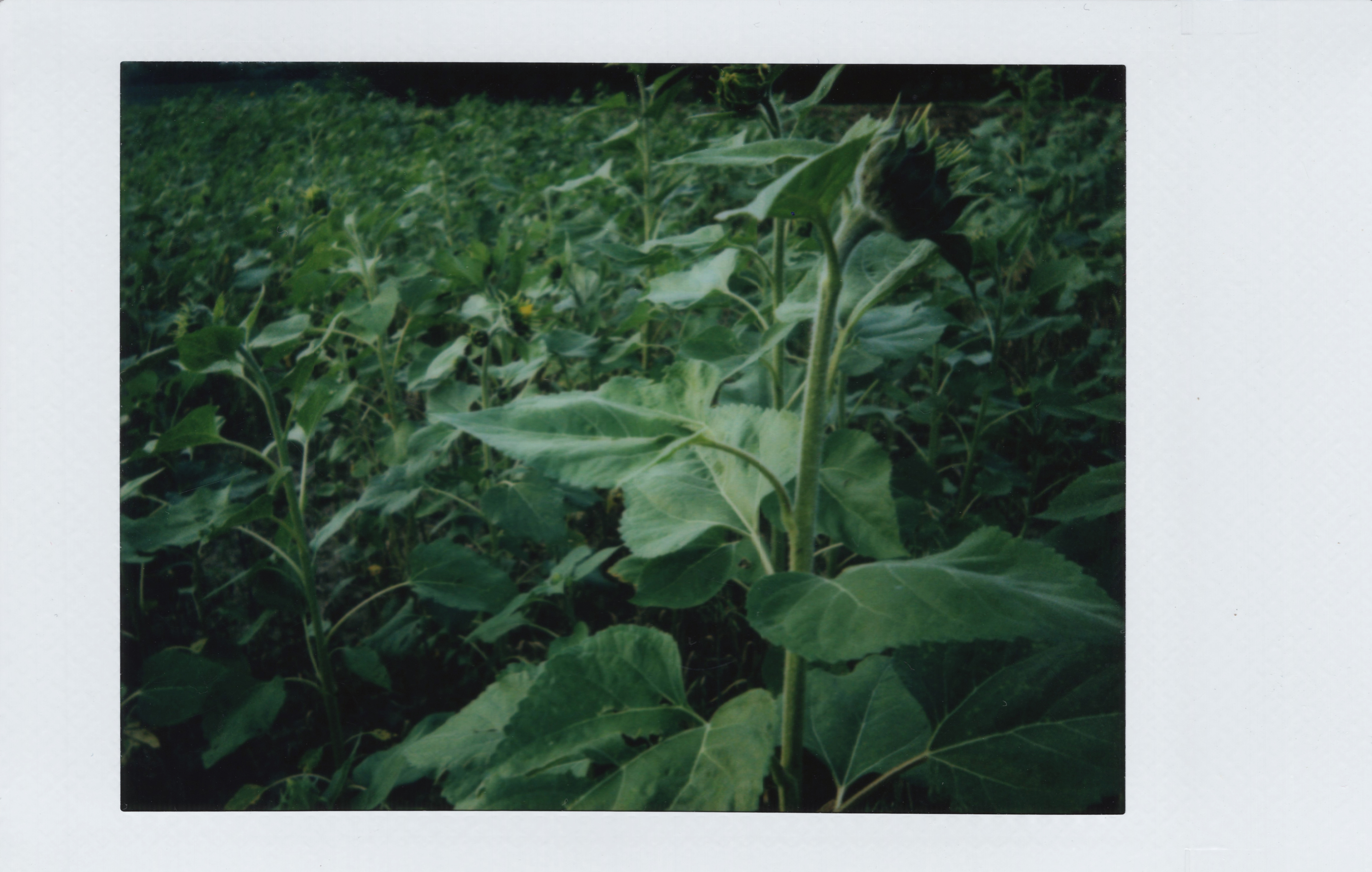 Marta Skoczeń artist photographer art instax