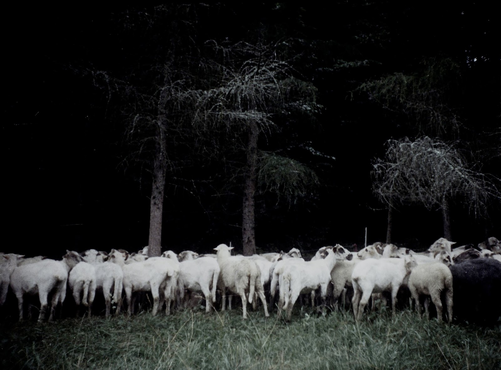 Marta Skoczeń artist photographer Past Tense analogue