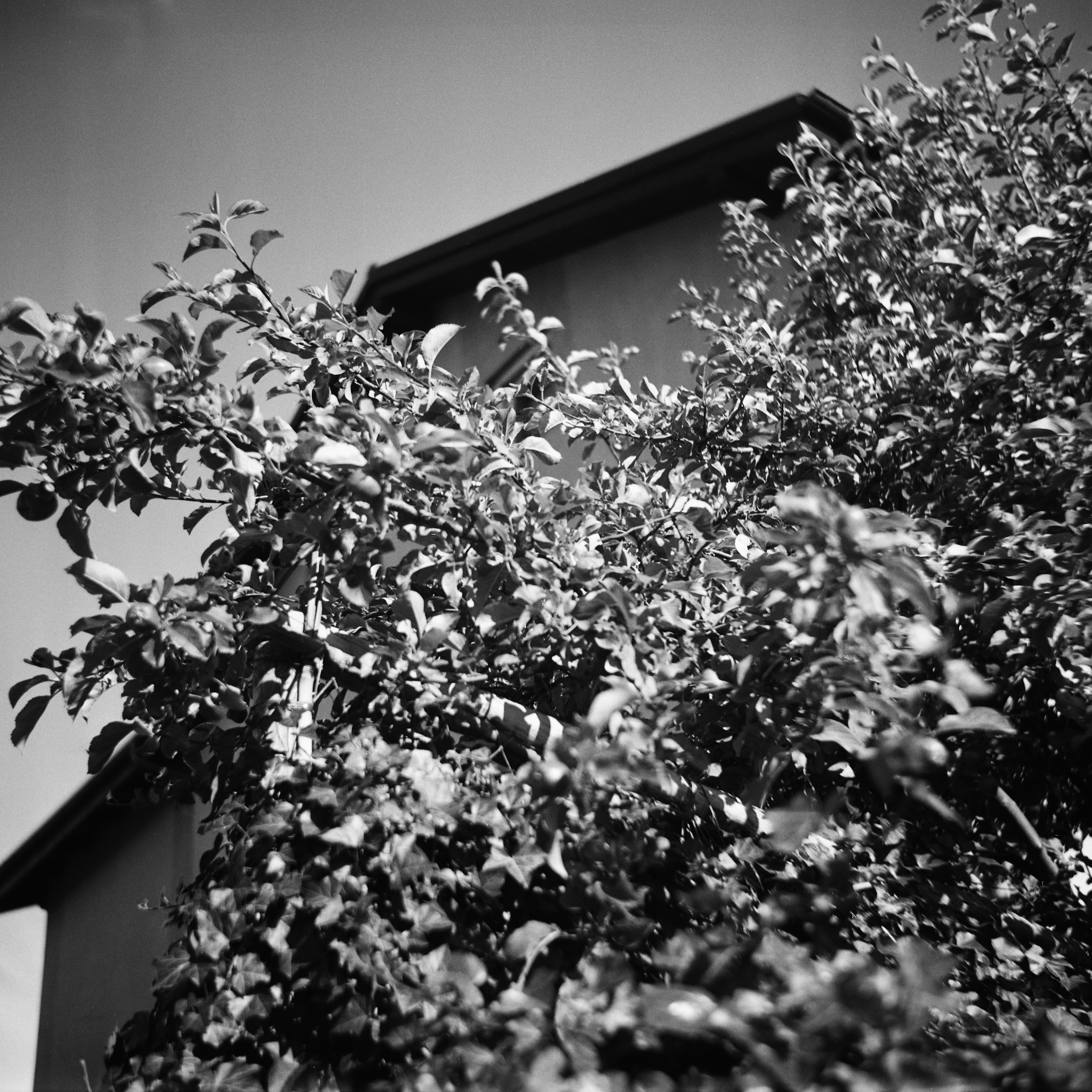 Marta Skoczeń analogue photography Presence photographer fine art